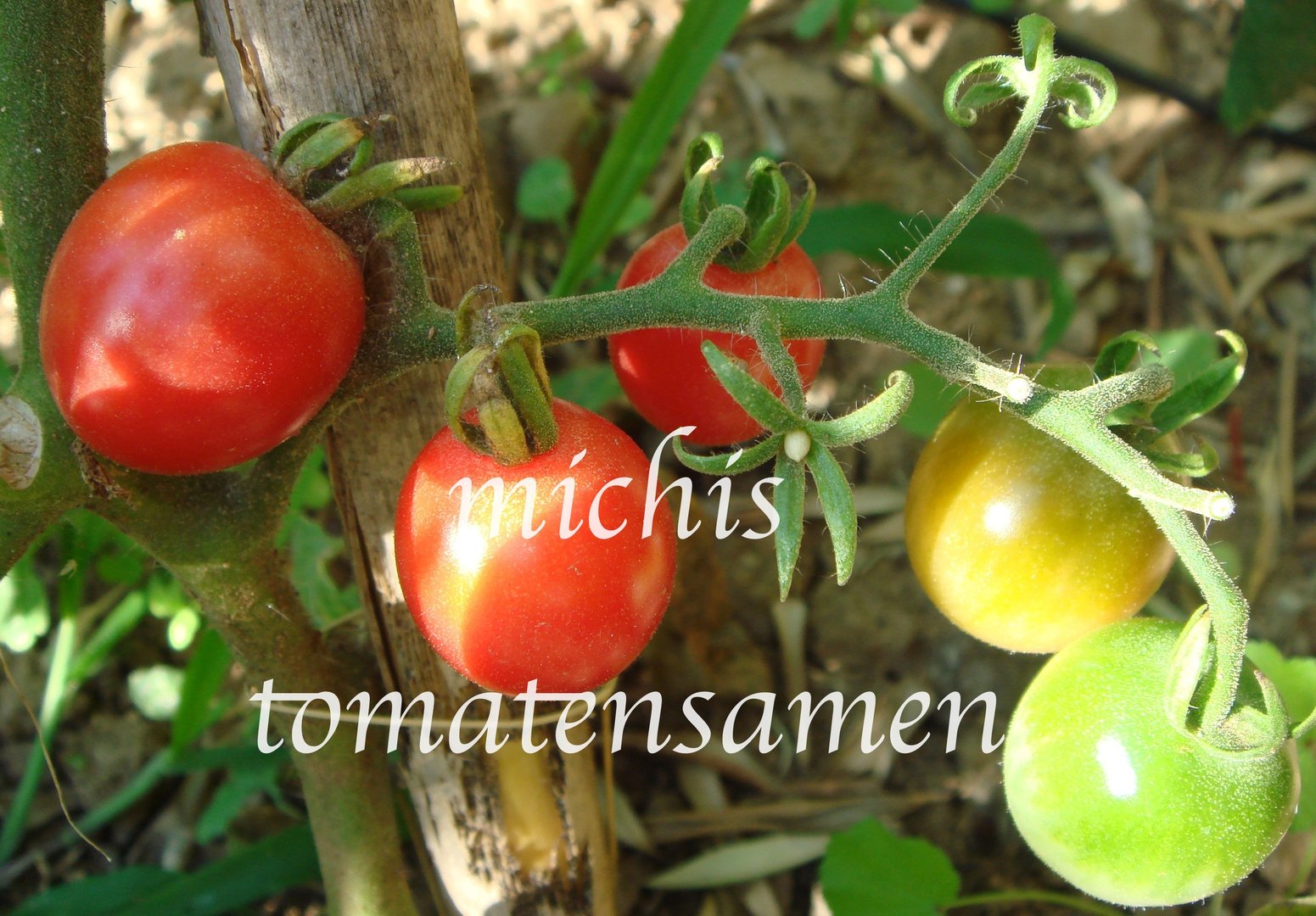 Tomate 10 Samen Die Flamme Flame 
