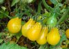 Tomate Peretti Italien* gelb birnenförmig* 10 Samen