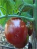 Tomate Roma VF* pflaumenförmig rot* 10 Samen