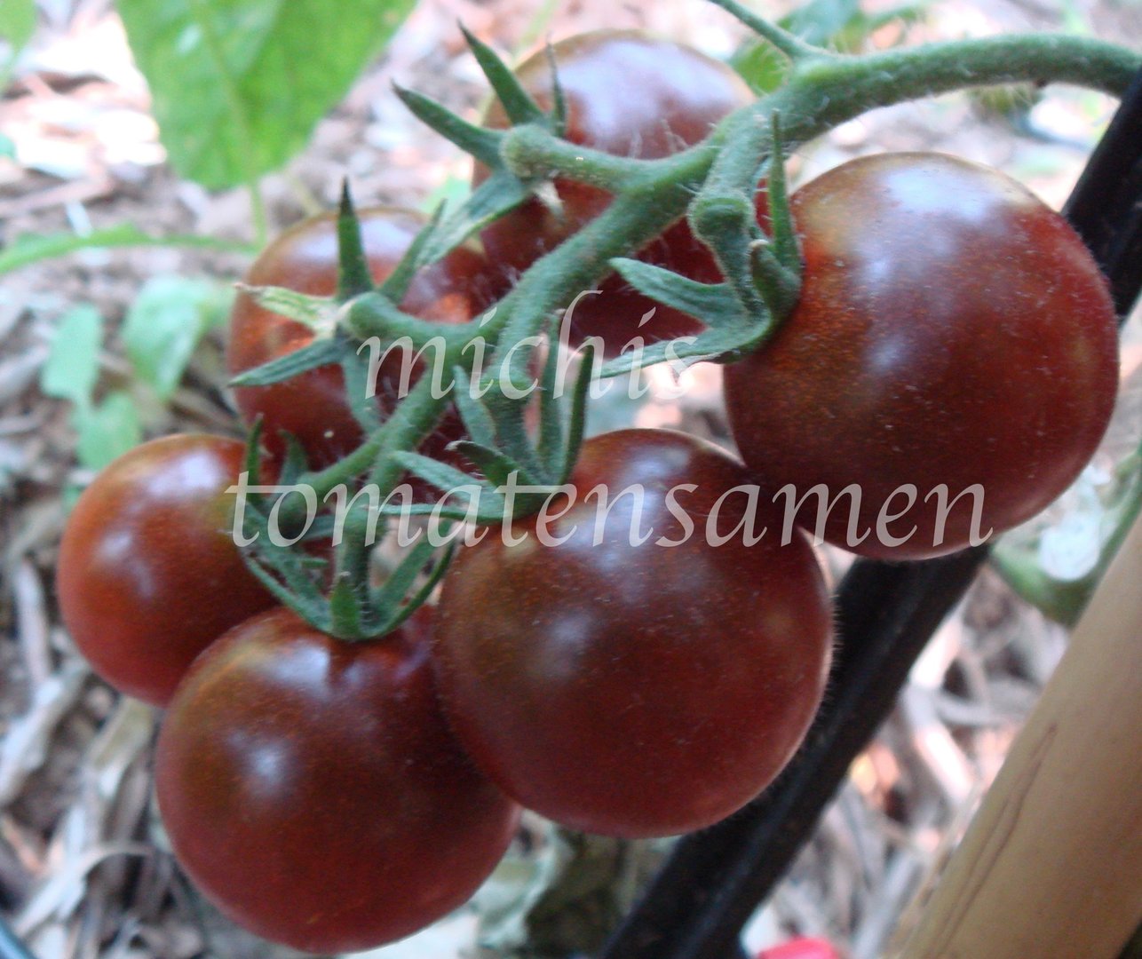 schwarze Kirschtomate Tomate Samen Tomatensamen