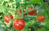 Tomate Red Cherry * Kirschtomate Minifrüchte * 10 Samen