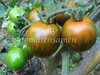 Tomate Black Zebra Cherry* Cherrytomate schwarzgestreift* 10 Samen