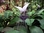 Fledermausblume tacca integrifolia „Bat flower“ purpur - 5 Samen