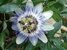 Passionsblume winterhart weiß lila *passiflora caerulea* 5 Samen