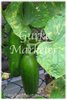 Gurke Marketer * mittellang grün* 5 Samen