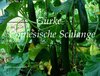 Gurke Chinesische Schlange * grüne Schlangengurke Salatgurke* 5 Samen