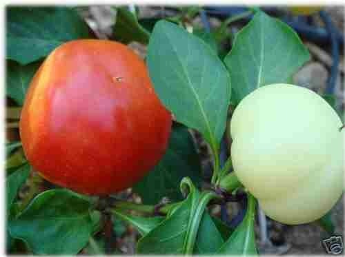 Gelbe Alma-Paprika aus Ungarn süss-scharf dickfleischig; 10  Samen