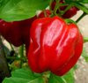 California Wonder Pepper* rote Paprika* Schärfe 0*; 10 Samen