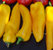 Paprika Ros de Mallorca *gelbe lange Frucht aus Spanien* 10 Samen