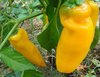 Golden Marconi Sweet Pepper Paprika gelb Schärfe 0; 10 Samen