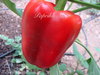Maor Paprika aus Spanien* große Frucht rot* 10 Samen