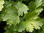 Koriander coriandrum sativum * Kräuter einjährig* 10 Samen