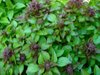 Basilikum Cinnamon Bouquet* Zimtbasilikum* ocimum basilicum* 50 Samen
