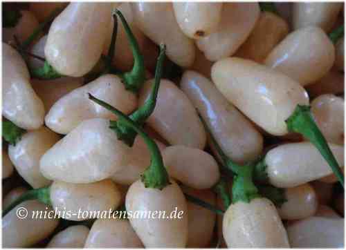 Habanero white pepper Chili weiss hot Schärfe 10*;  10 Samen