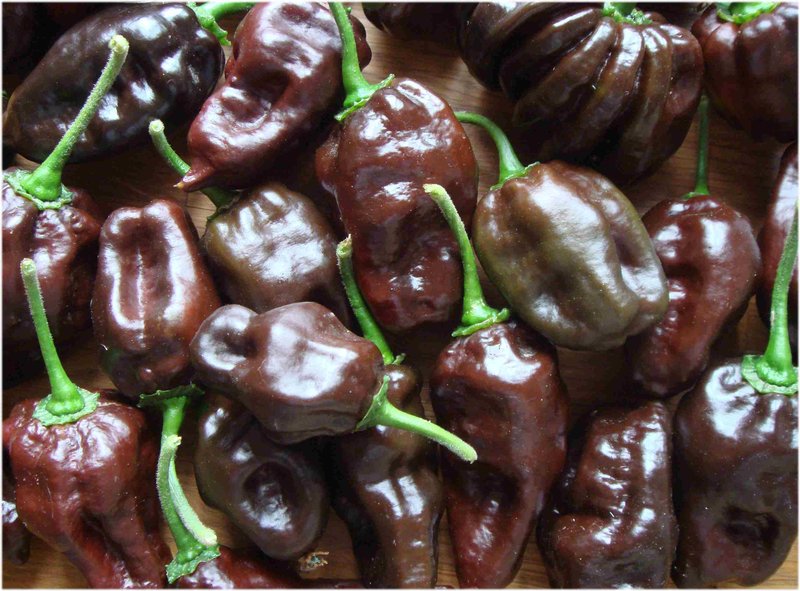 Habanero chocolate pepper* Chili braun hot* 10 Samen