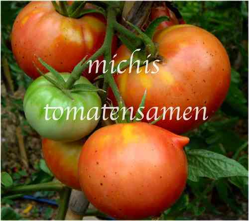 Tomate Bonny´s Best eine der besten Tomaten der Welt* 10 Samen
