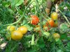 Tomate Red Cherry large * Cocktailtomate Kirschtomate* Minifrucht * 10 Samen