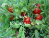 Zwergtomate Minibell in rot * 40 cm* Kübelkultur * reiche Ernte* 10 Samen