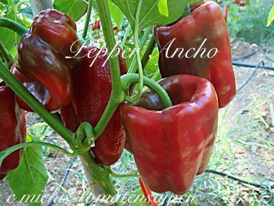 Ancho Pepper* Chili rot ultralang * Schärfe 3 *10 Samen