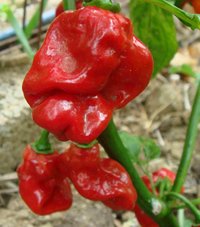 Habanero red pepper * Chili rot ultrascharf *Schärfe 10; 10 Samen