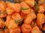Habanero orange pepper *Chili orange hot* Schärfe 10; 10 Samen