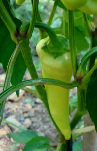 Chili Guindilla Verde aus Spanien**gelbe Sorte** Schärfe 5-6* 10 Samen