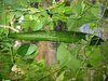 Luffa * Schwammgurke* bis 15 m Kletterpflanze* Luffa cylindrica* 5 Samen