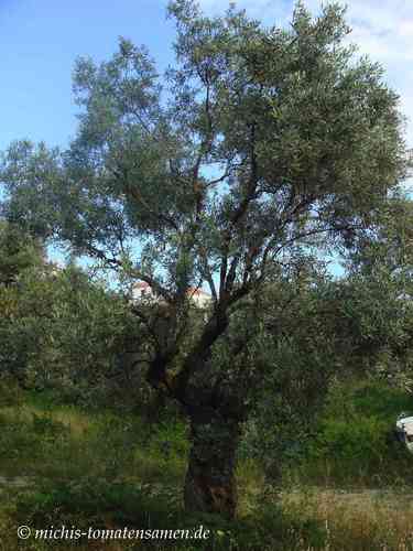 Olivenbaum  *olea europea # 5 Samen