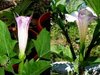 Datura Quercifolia rosé/weiß * Engelstrompete * 10 Samen