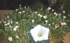 Datura * Engelstrompete weiß * Traum von Blütenmeer * 10 Samen