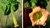Datura Brugmansia arborea Engelstrompete * abricotrosé - 5 Samen