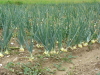Weiße Zwiebel Barletta aus Spanien* Speisezwiebel * 30 Samen