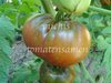 Tomate Black Prince aus Russland *schwarz/dunkelrot* 10 Samen