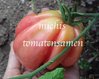Tomate Oxheart pink Ochsenherz bis 500 Gramm 10 Samen