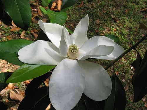 Magnolie *magnolia grandiflora* weisse Blüte *immergrün - 5 Samen
