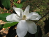 Magnolie *magnolia grandiflora* weiße Blüte *immergrün - 5 Samen