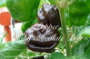 Pepper Baby Chocolate Bell* Mini-Paprika braun*Schärfe 0