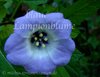 Blaue Lampionblume * nicandra physalodes * INSEKTEN WEG - 15 frische Samen