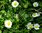 Einfaches Wiesengänseblümchen *bellis perennis* essbare Blüten* 30 Samen