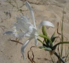 Strandlilie weiß * pancratius maritinum* mehrjährig - 10 frische Samen
