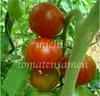 Tomate Mr. Stripey * rot/gelb gestreifte Früchte* 10 Samen