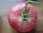 Tomate Omars Lebanese * pink/rote Beefsteaktomate aus dem Libanon* 10 Samen