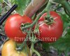Tomate Super Sioux rot * alte Sorte der Indianer * 200 gr. * 10 Samen