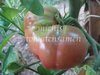 Tomate Black from Tula aus Russland* schwarze Fleischtomate kälteresistent* 10 Samen