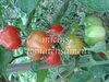 Tomate Red Plum * rote birnenförmige Früchte* 10 Samen