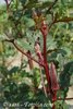 Okra Red Burgundy * rote Schoten * 4-15 cm*  mild herb 10 Samen