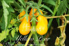 Tomate yellow pear* gelbe birnenförmige Früchte* 10 Stück