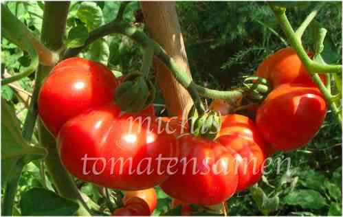 Tomate Beefsteak * Riesen - Fleischtomate rot *aus USA*  10 Samen