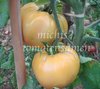 Tomate Great White * weiße Beefsteak - Tomate* 10 Samen