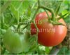 Tomate Bradley aus den USA * pinke Früchte * 10 Samen